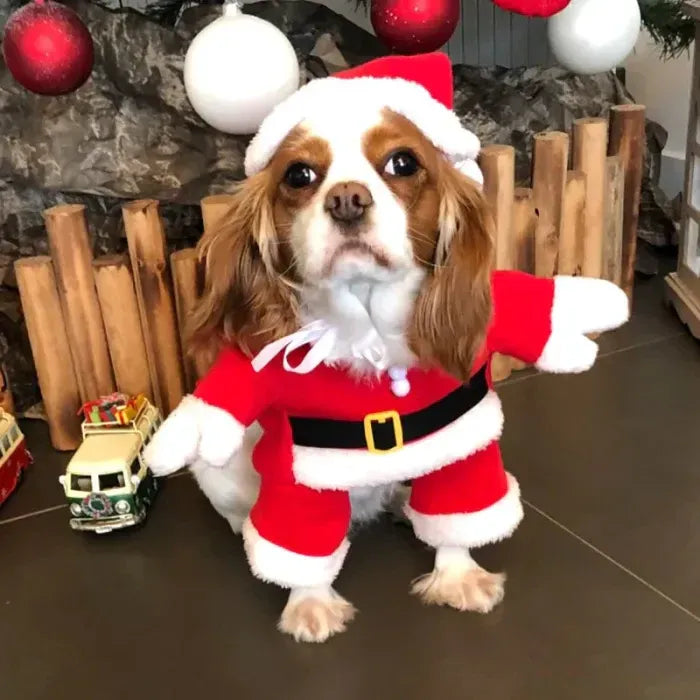 Santa's little helper
